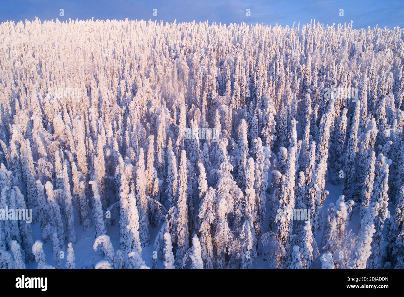 Schwere Schnee bedeckte Fichten in einem kalten Winterwunderland auf Konttainen Fell, in der Nähe von Kuusamo, Nordfinnland Stockfoto