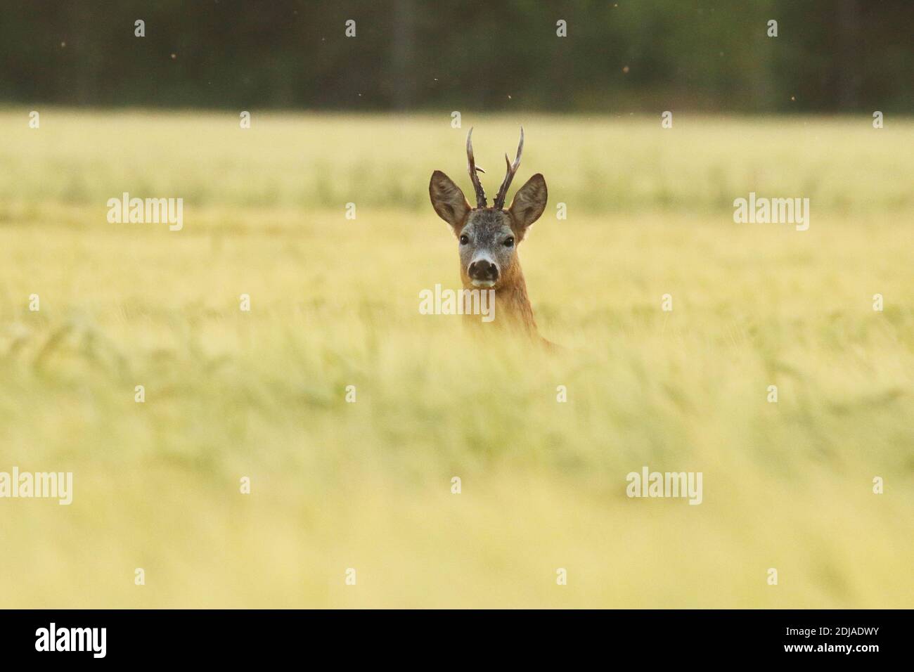 Ein schöner Hirsch, Capreolus capreolus buck in einem Getreidefeld während eines Spätsommerabends in der estnischen Landschaft. Stockfoto