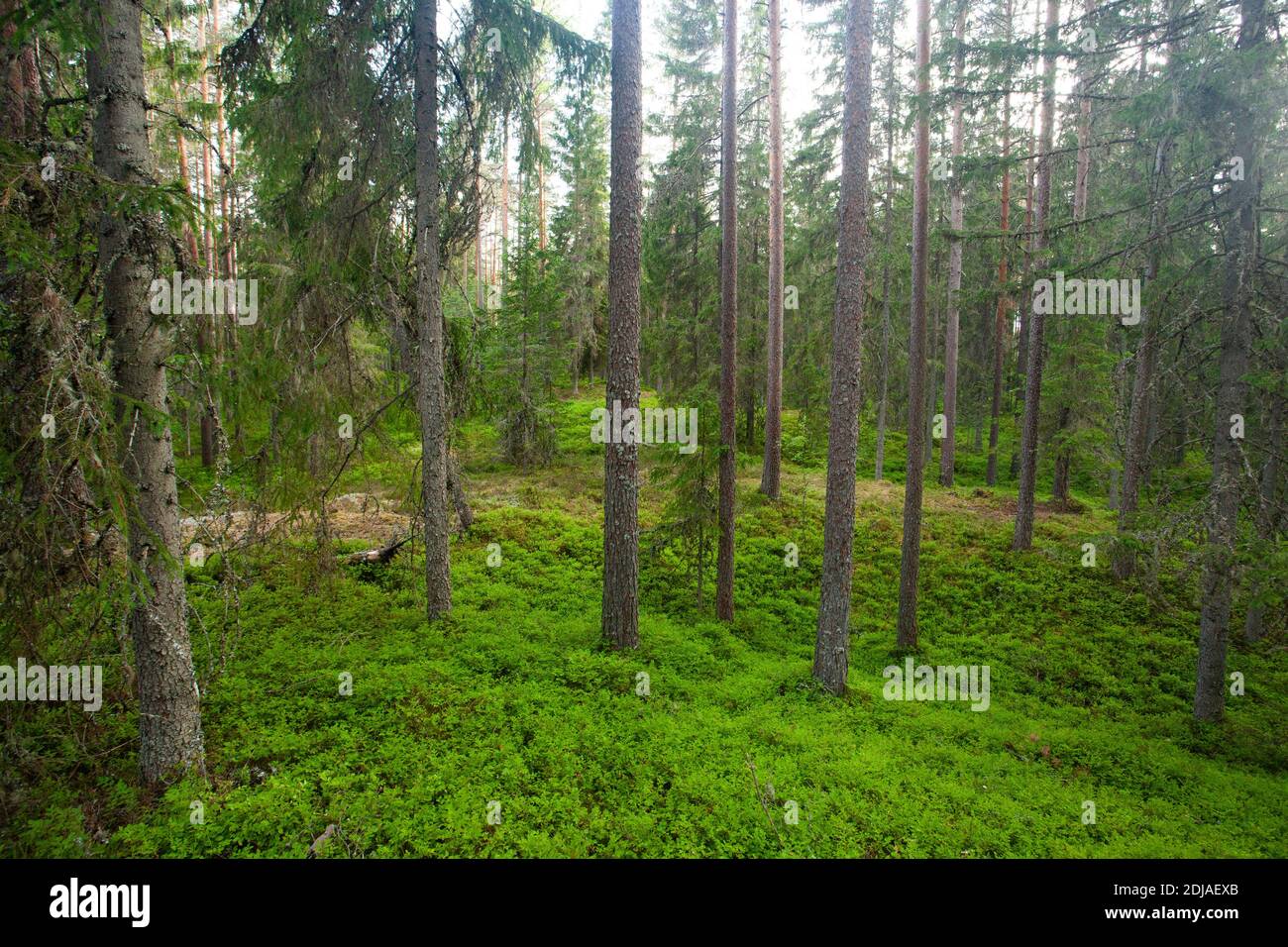 Schöne sommerliche üppige Nadelwälder in der estnischen Natur, Nordeuropa. Stockfoto