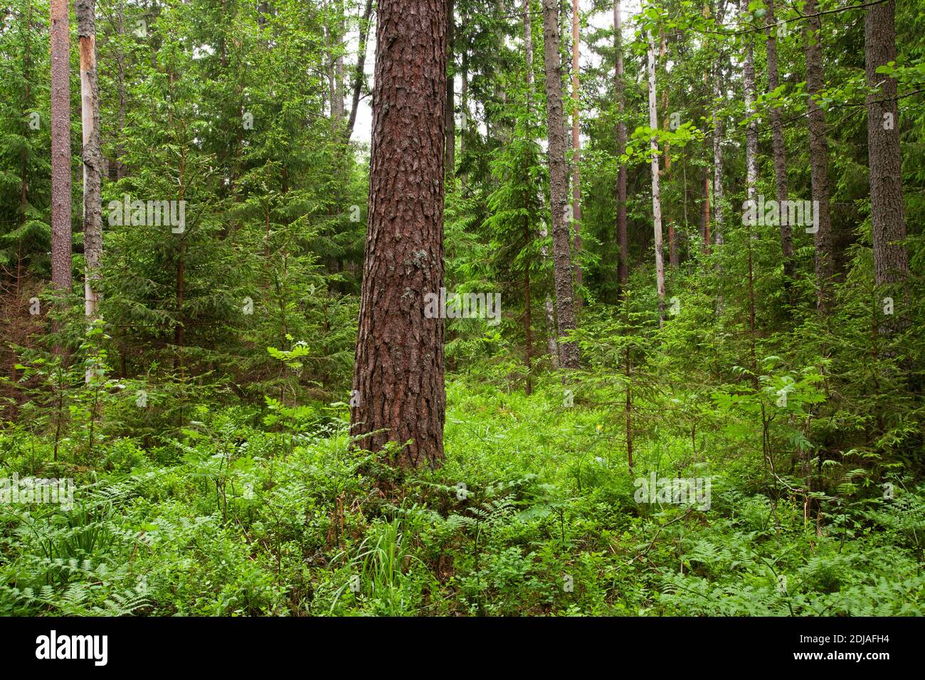 Schöne sommerliche üppige Nadelwälder in der estnischen Natur, Nordeuropa. Stockfoto