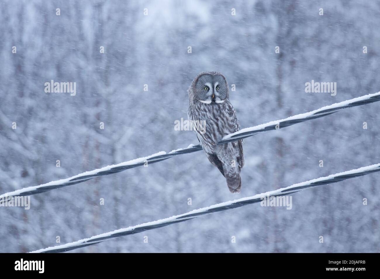 Eine große Graueule (Strix nebulosa), die auf einer elektrischen Leitung im Taiga-Wald bei Kuusamo, Nordfinnland, sitzt. Stockfoto