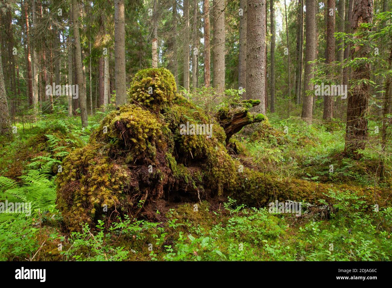 Grüner und üppiger, sommerlicher, borealer Wald in Estland, Nordeuropa. Stockfoto