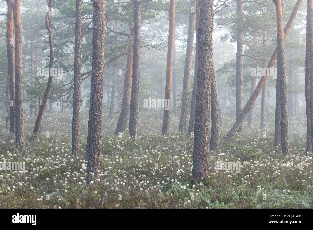 Ein nebliger Morgen in einem sommerlichen Pinienhain im Soomaa Nationalpark, Estland. Stockfoto