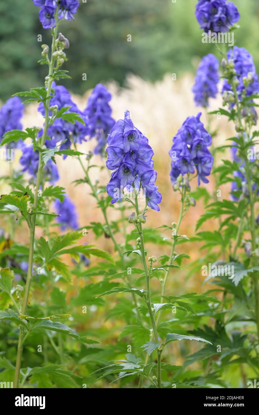 Hoher Herbst-Eisenhut (Aconitum carmichaelii var. Wilsonii) Stockfoto