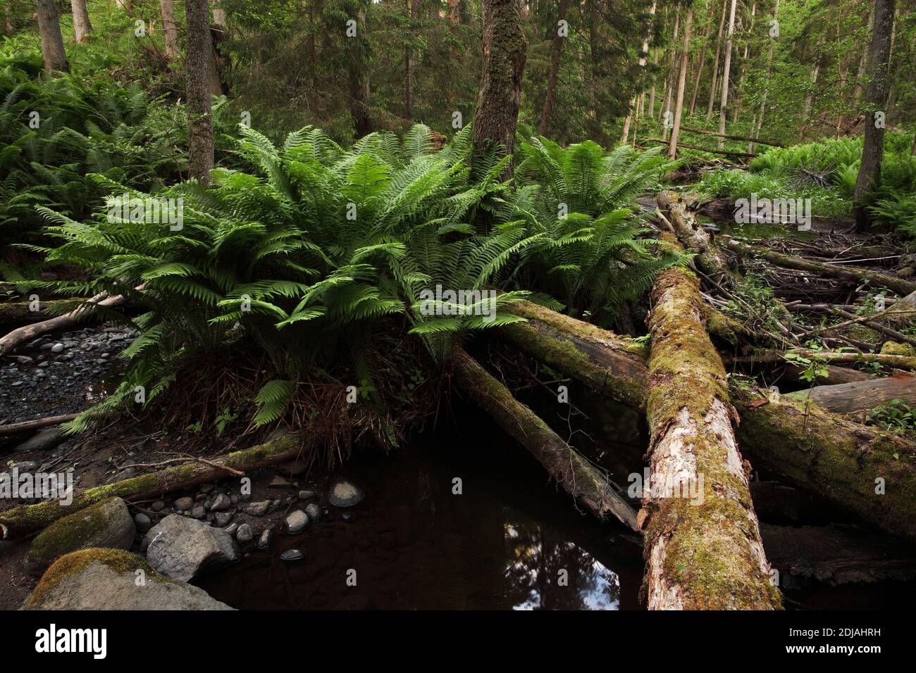 Ein üppiger Wald mit altem wuchs an einem kleinen Bach mit großen und grünen Farnen. Gedreht im Lahemaa Nationalpark, Estland. Stockfoto