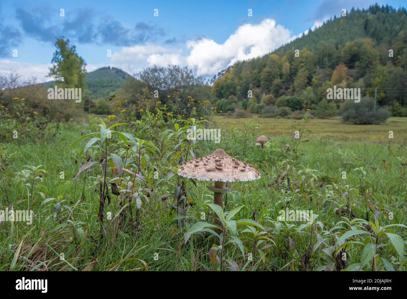 Pilz auf Wiese bei Fischbach bei Dahn, Deutschland Stockfoto