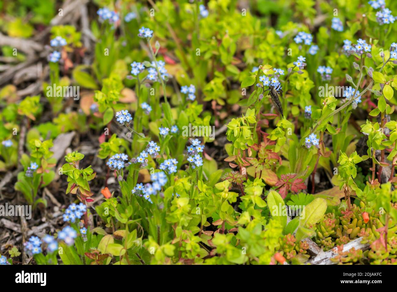 Feld Vergiss mich-nicht Myosotis arvensis Stockfoto