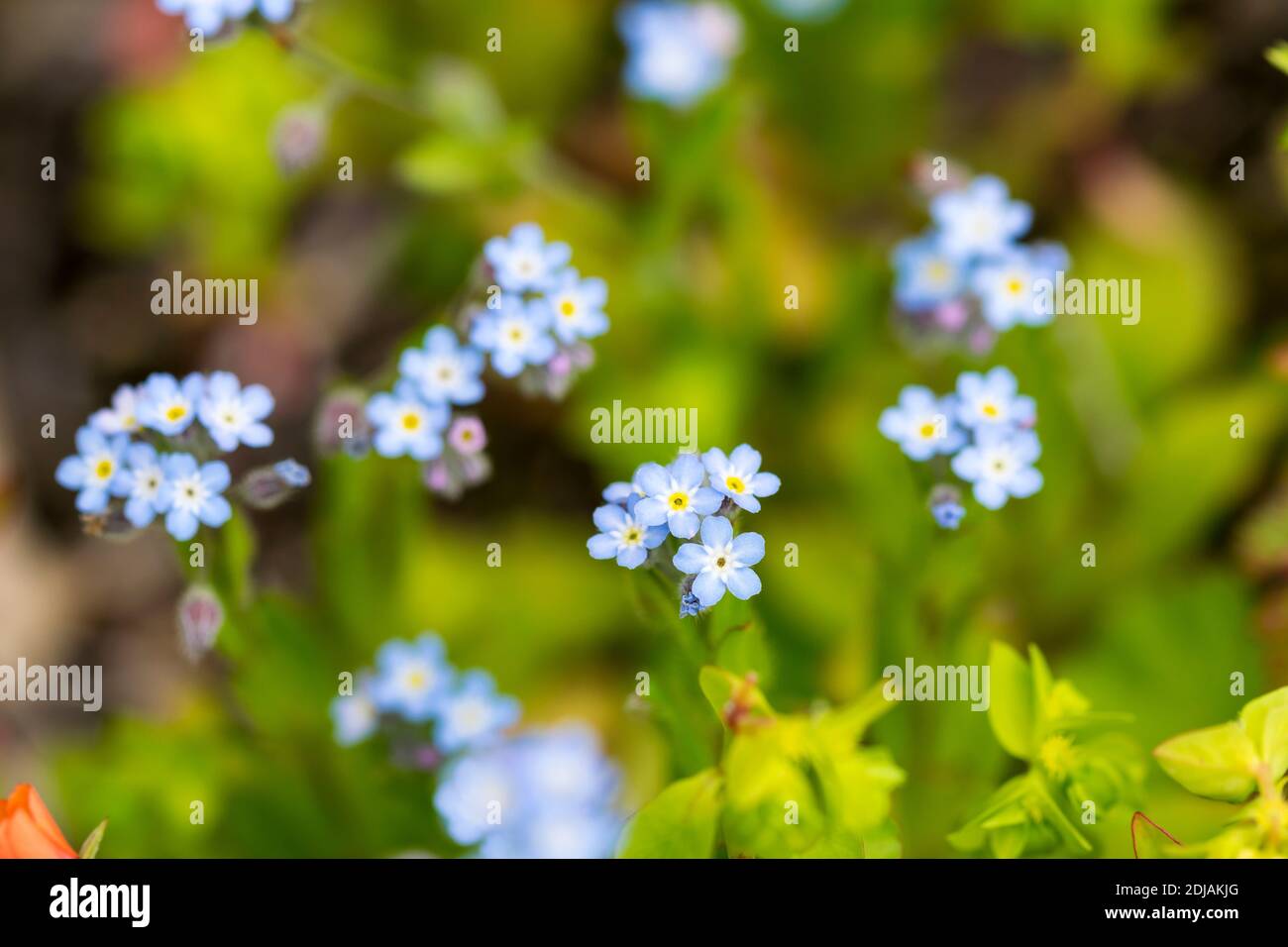 Feld Vergiss mich-nicht Myosotis arvensis Stockfoto