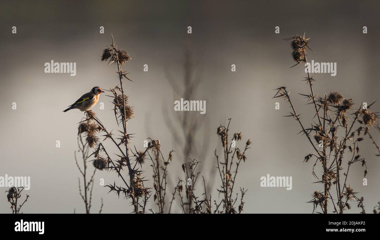 Vögel im Minimalismus - Europäischer Goldfink, Carduelis carduelis Stockfoto