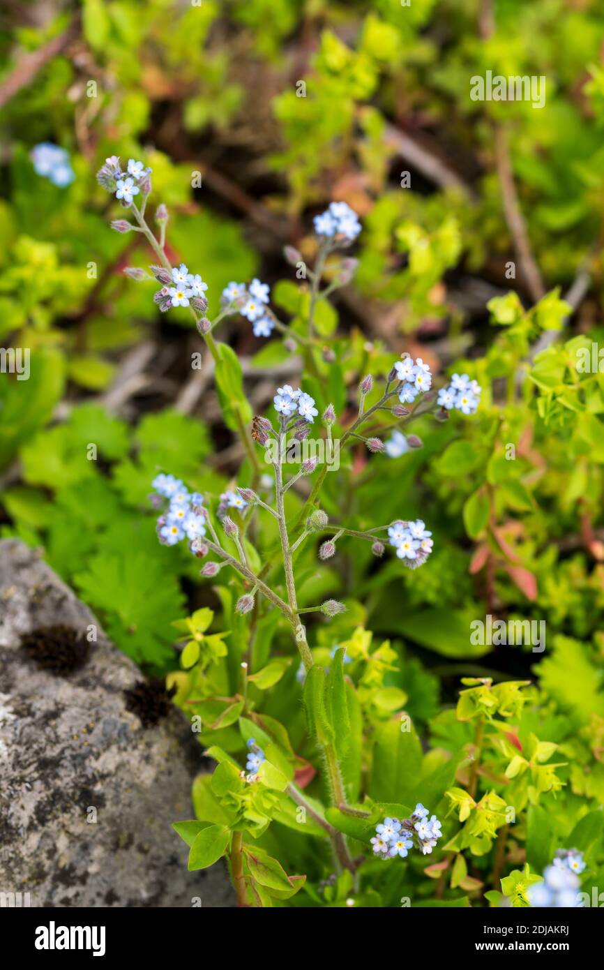 Feld Vergiss mich-nicht Myosotis arvensis Stockfoto