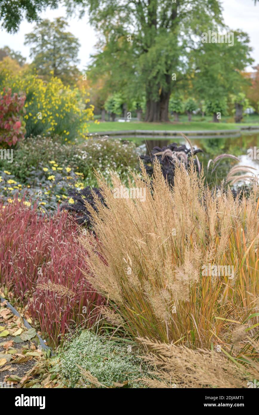 Diamantgras (Calamagrostis brachytricha) Stockfoto