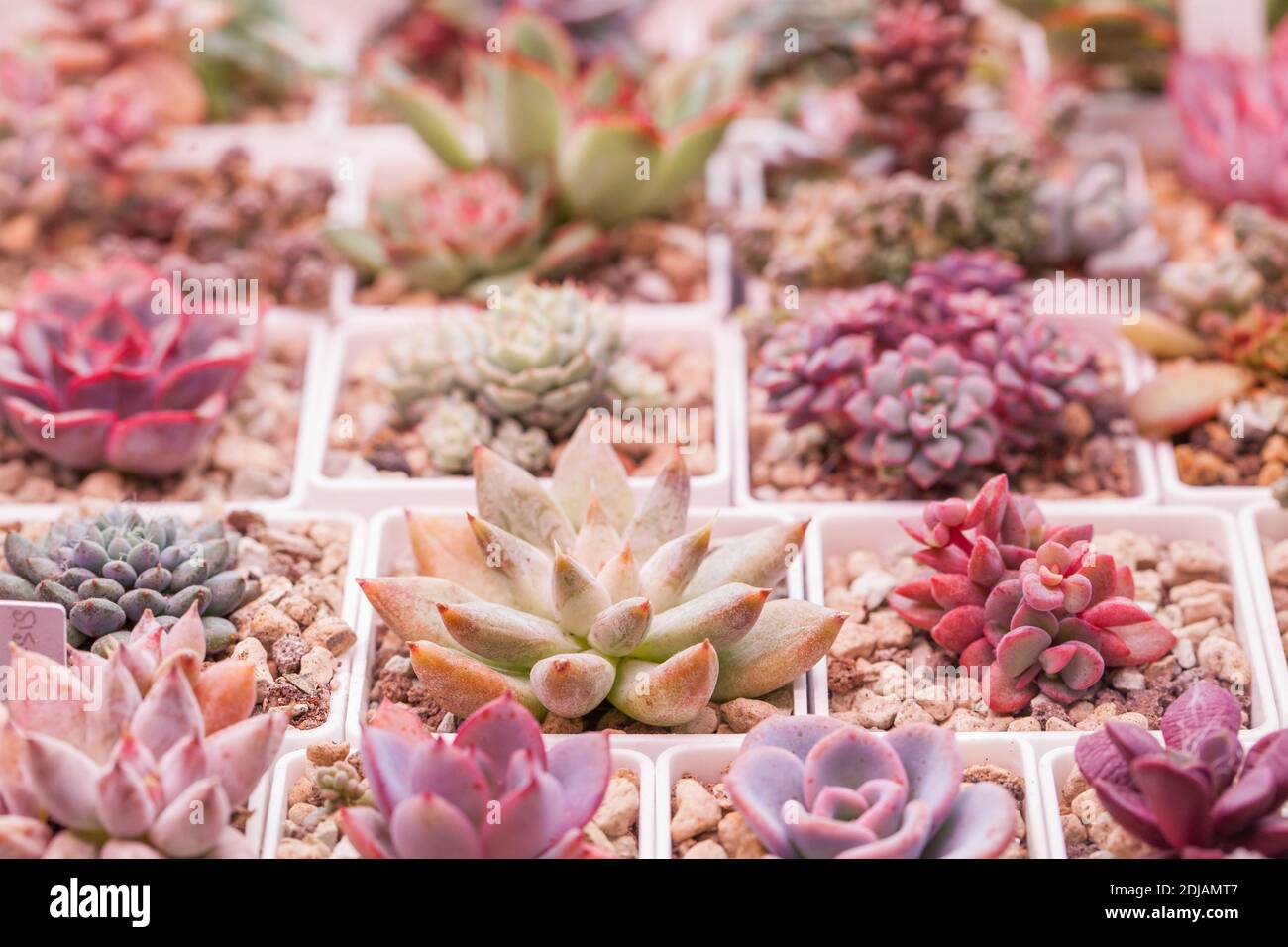 Lebendige Sukkulenten Echeveria setosa, rezry und tolimanensis auf Sukkulenten Hauspflanzen Hintergrund Stockfoto