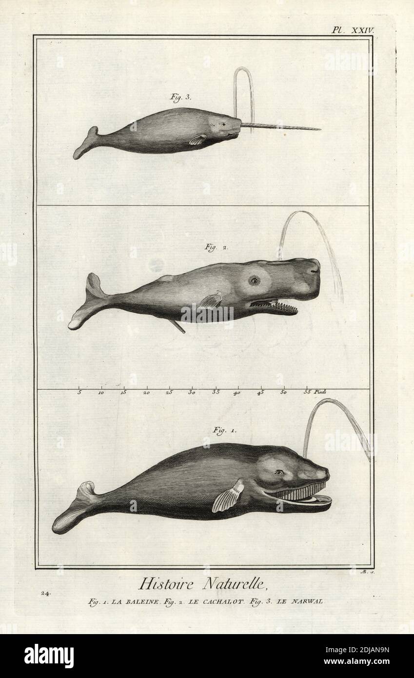 Nordatlantikwal, Eubalaena glacialis (vom Aussterben bedroht), Pottwal oder Cachalot, Physetter macrocephalus (vom Aussterben bedroht) und Narwal, Monodon monoceros. La baleine, le cachalot, le narwal. Kupferstich von Antonio Baratti nach Francois-Nicolas Martinet von Denis Diderot und Jean le Rond d’Alemberts Encyclopedie, Histoire Naturelle (Encyclopedia: Natural History), Livourne, 1774. Francois-Nicolas Martinet (1731-1800) war ein französischer Zeichner und Kupferstecher. Stockfoto