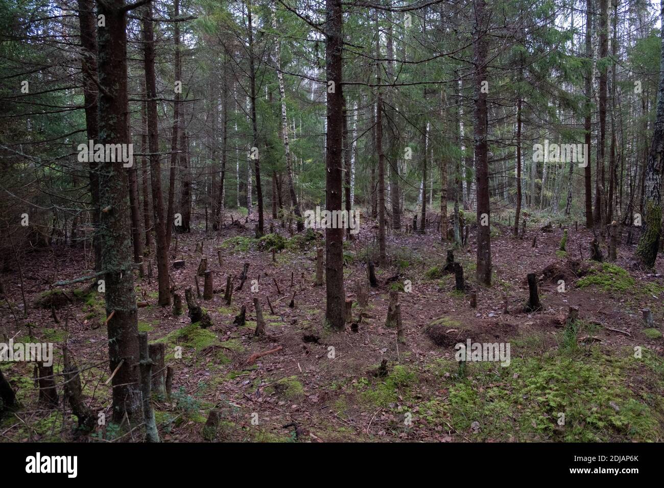Baumstümpfe von abgehauen Bäumen in Wäldern während des kalten Herbstes. Waldlichtung. Stockfoto