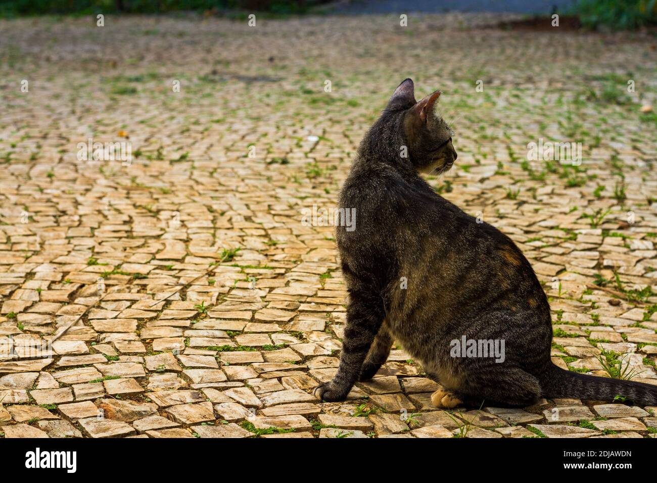 Streunende Katze im Park Stockfoto