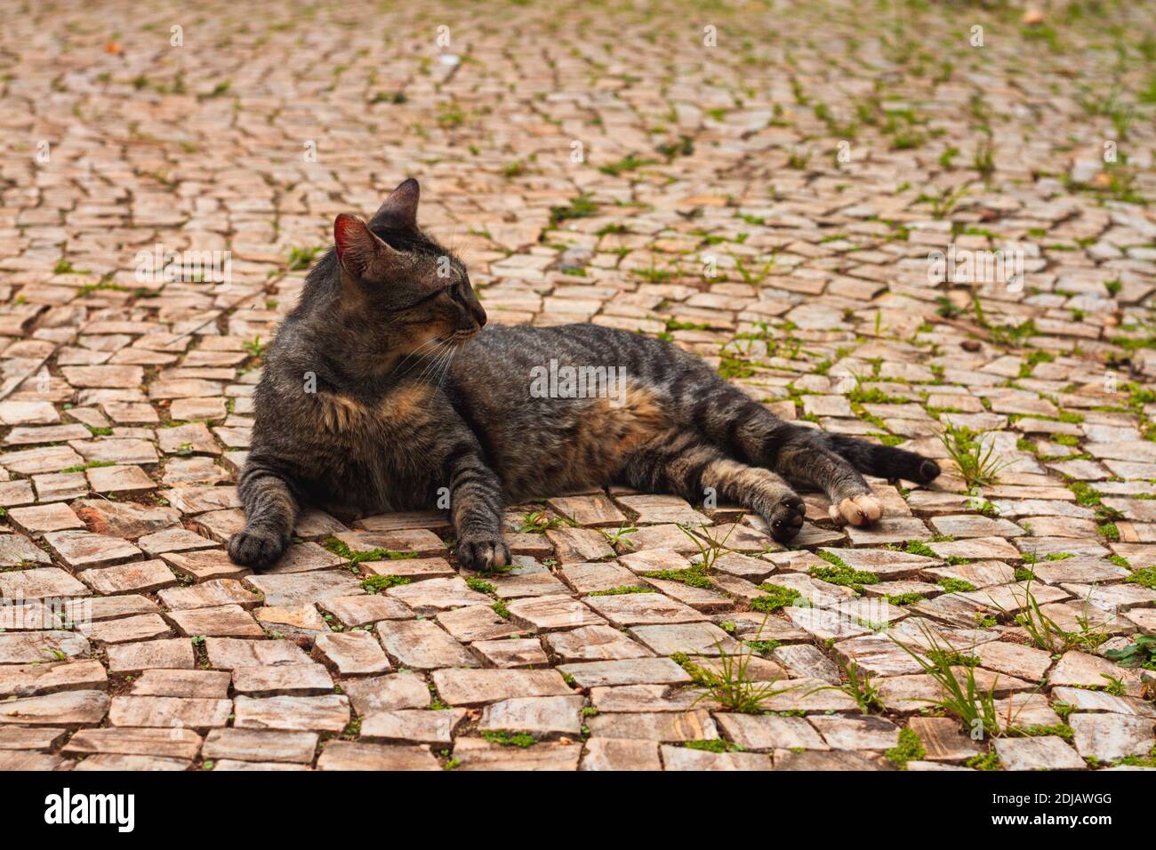 Streunende Katze liegt im Park Stockfoto