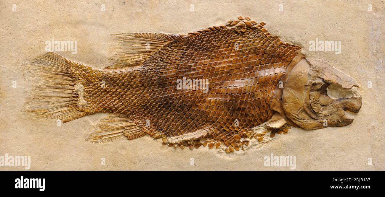 Lepidoten (Lepidotus). Ausgestorbene Gattung von semionotid neopterygischen Rachen-Fisches. Jurazeit und frühe Kreidezeit. Fossil von Lepidotes maximus. Naturhistorisches Museum, Berlin, Deutschland. Stockfoto