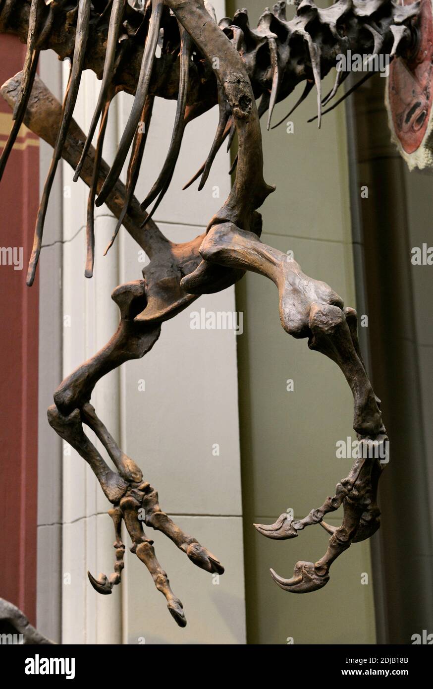 Allosaurus. Gattung der fleischfressenden Theropod Dinosaurier, die vor 155 bis 145 Millionen Jahren lebte. Spätes Jura. Zweipedalpredador. Dreifingerige Vorderbeine. Naturhistorisches Museum, Berlin. Deutschland. Stockfoto