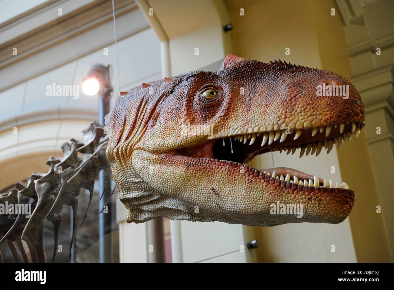 Allosaurus. Gattung der fleischfressenden Theropod Dinosaurier, die vor 155 bis 145 Millionen Jahren lebte. Spätes Jura. Zweipedalpredador. Detail des Kopfes. Wiedergabe. Naturhistorisches Museum, Berlin. Deutschland. Stockfoto