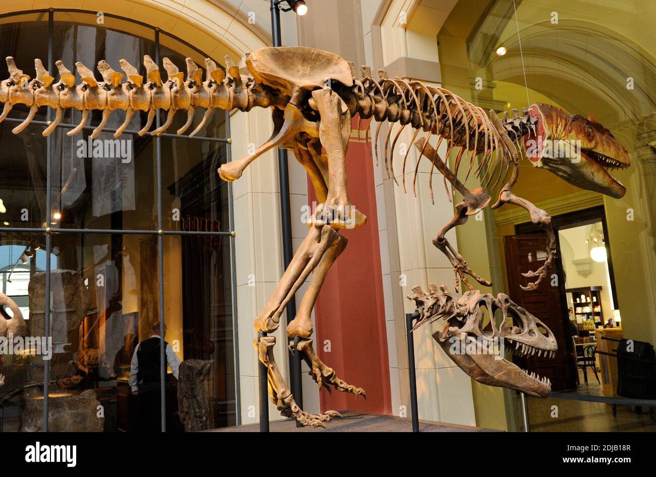 Allosaurus. Gattung der fleischfressenden Theropod Dinosaurier, die vor 155 bis 145 Millionen Jahren lebte. Spätes Jura. Zweipedalpredador. Rekonstruktion Dinosaurierskelett. Naturhistorisches Museum, Berlin. Deutschland. Stockfoto
