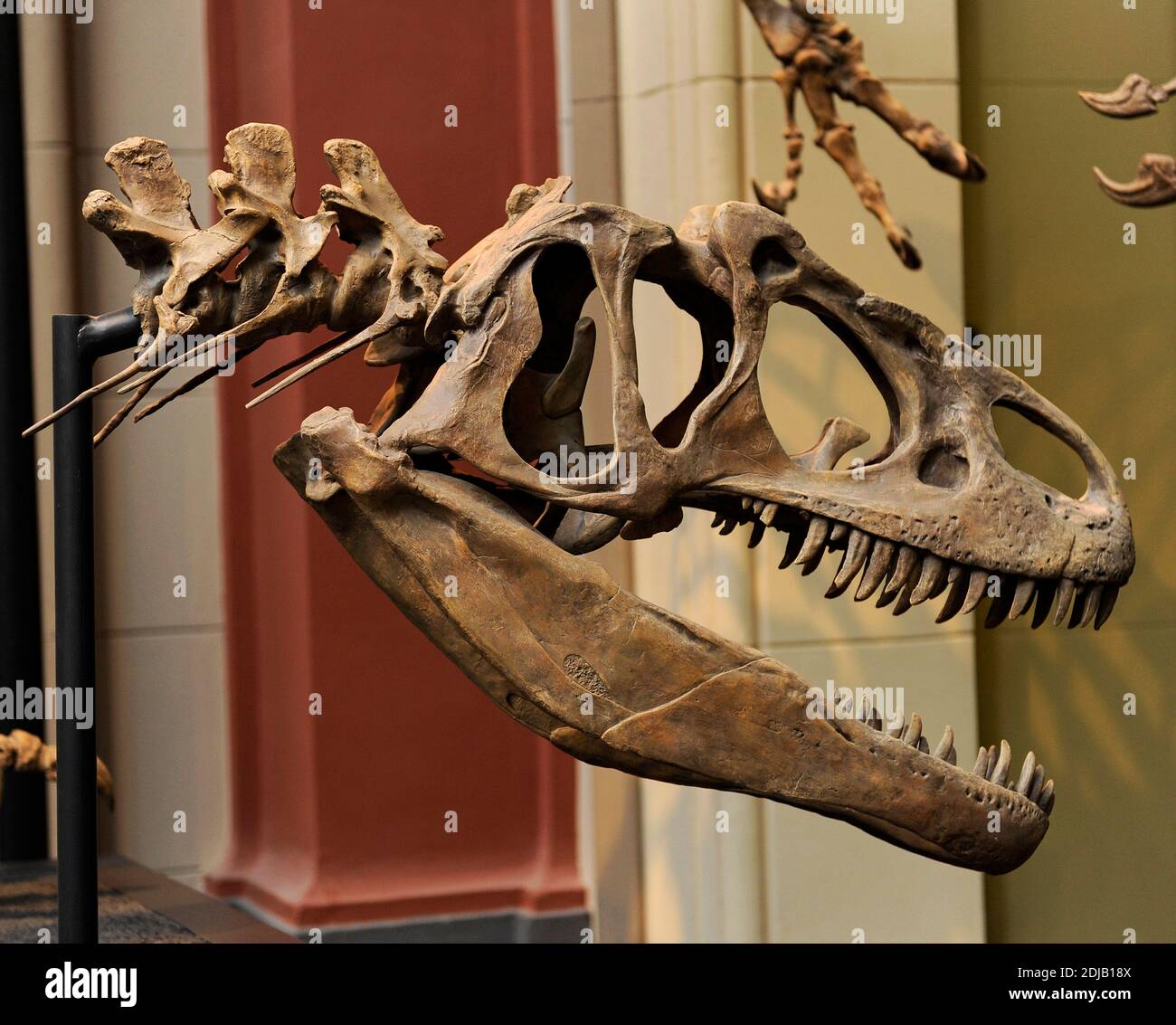 Allosaurus. Gattung der fleischfressenden Theropod Dinosaurier, die vor 155 bis 145 Millionen Jahren lebte. Spätes Jura. Zweipedalpredador. Schädel mit großen und gezackten Zähnen. Naturhistorisches Museum, Berlin. Deutschland. Stockfoto