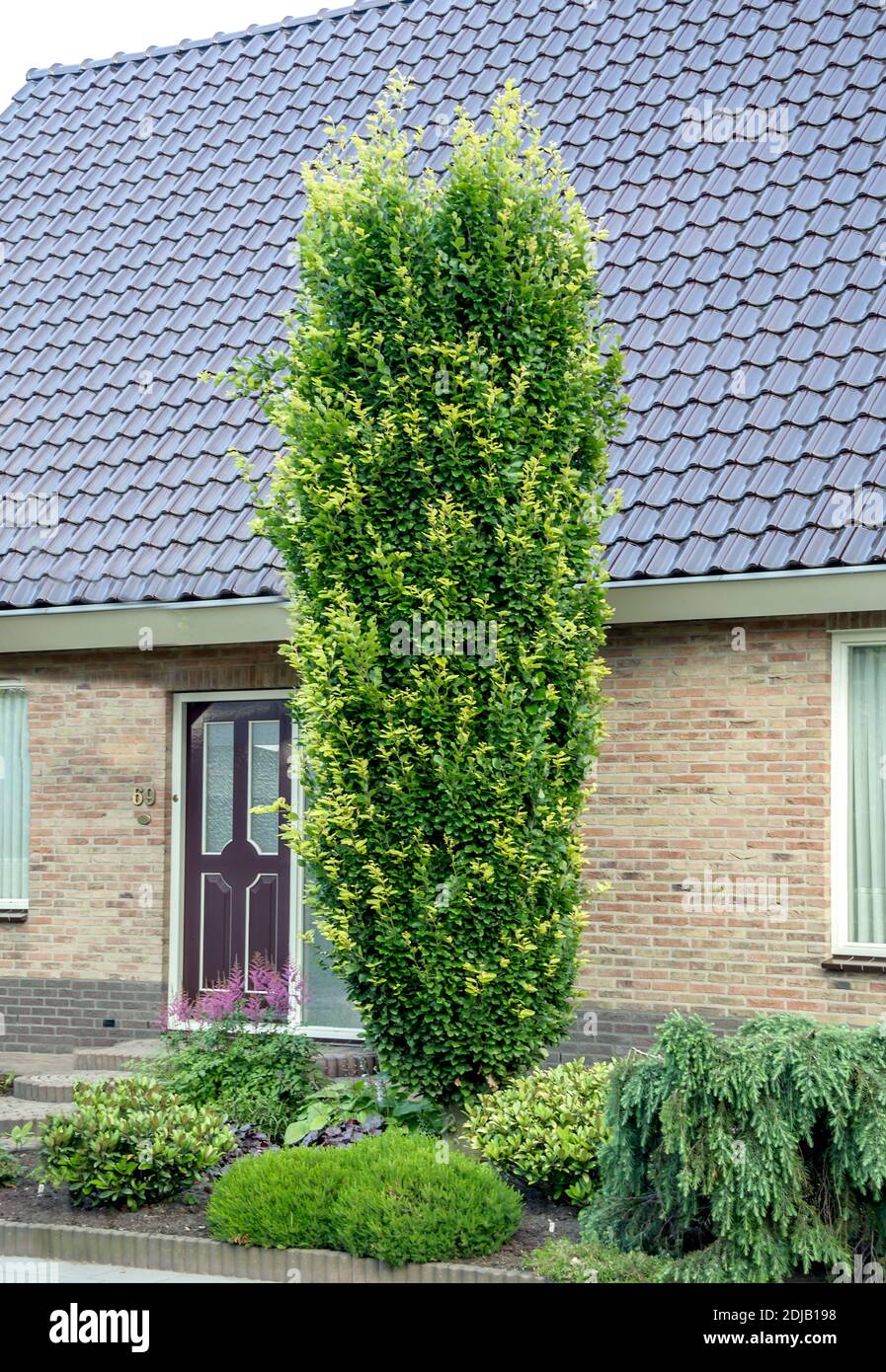 Säulen-Rot - Buche (Fagus sylvatica 'Dawyck') Stockfoto