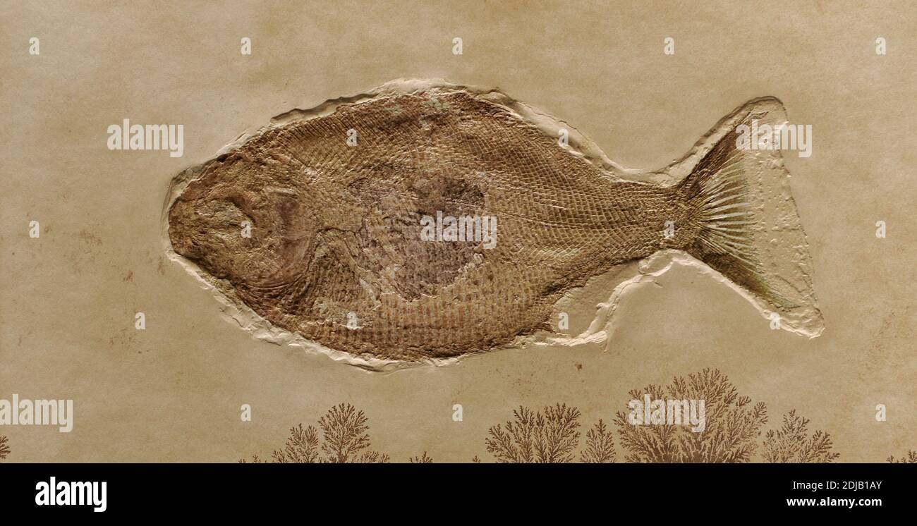 Fossiler Mesturus verrucosus Fisch. Ausgestorbene Gattung von Rochenflossen-Fischen aus dem Jura. Naturhistorisches Museum, Berlin, Deutschland. Stockfoto