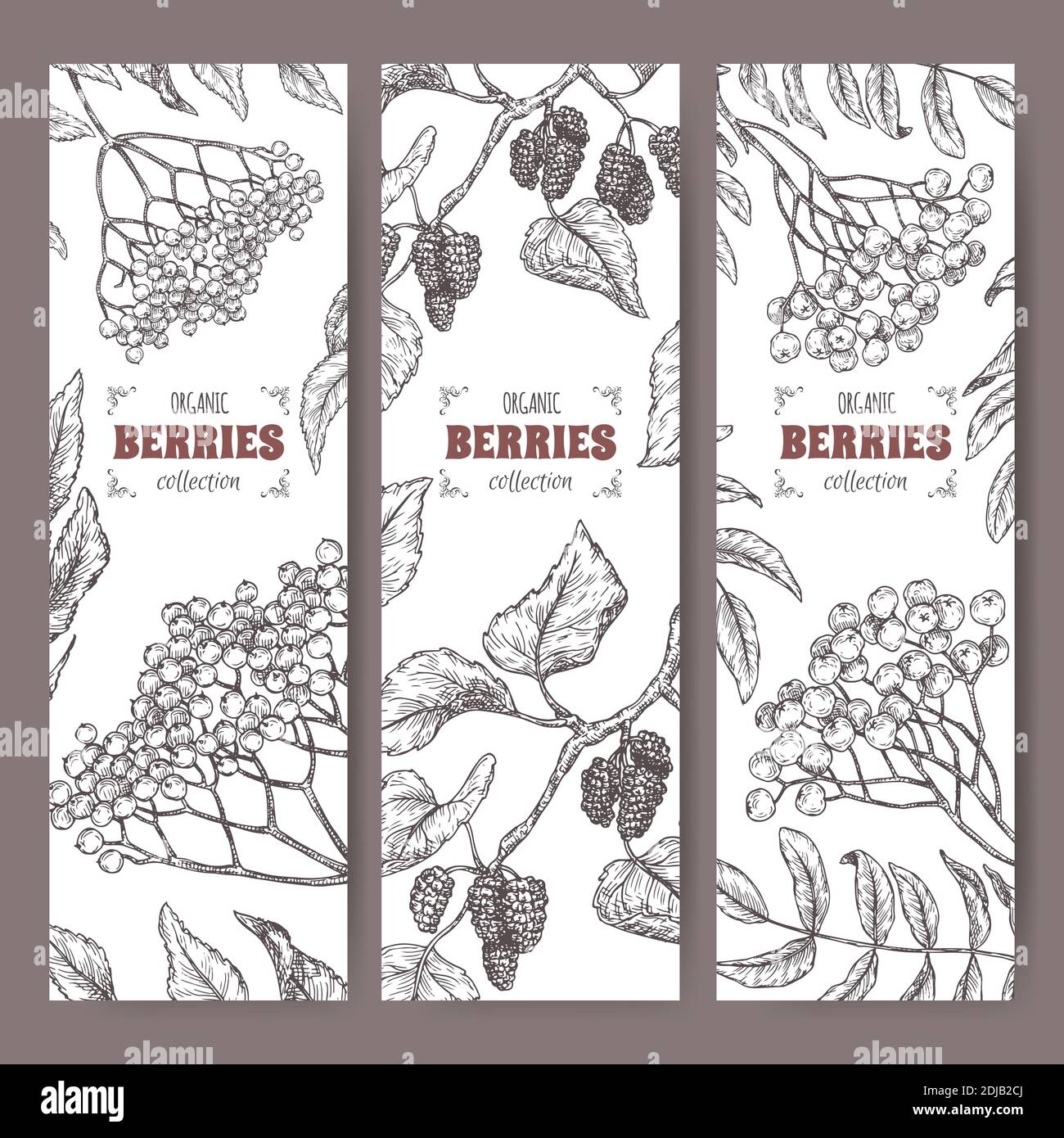 Set mit drei Etiketten mit Sambucus, Rowan und Mulberry Zweig Skizze. Berry Fruits Serie. Stock Vektor