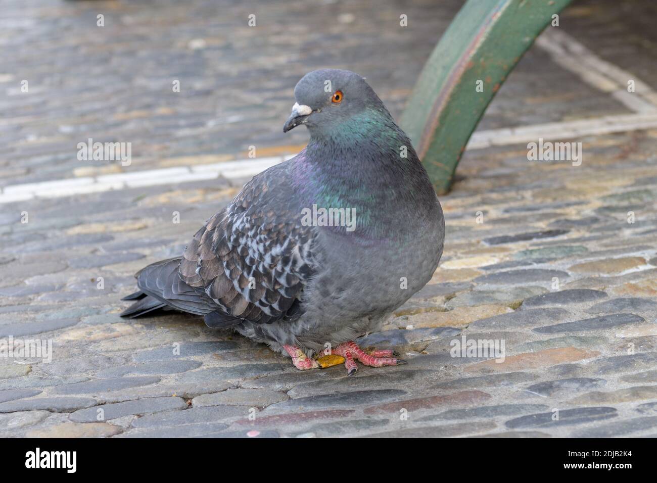 Fette Wildtauben auf der Nahrungssuche in einer gepflasterten Straße in der Stadt Eine Nahaufnahme von der Seite, da sie ein Auge behält Auf der Kamera Stockfoto