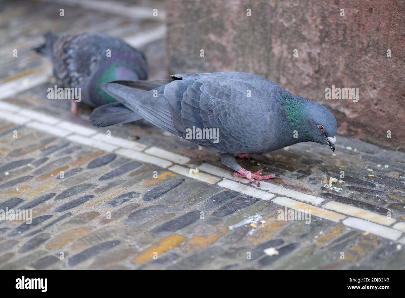 Zwei wilde Tauben füttern auf Brotkrumen auf einem gepflasterten City Street in Nahaufnahme mit Copyspace Stockfoto