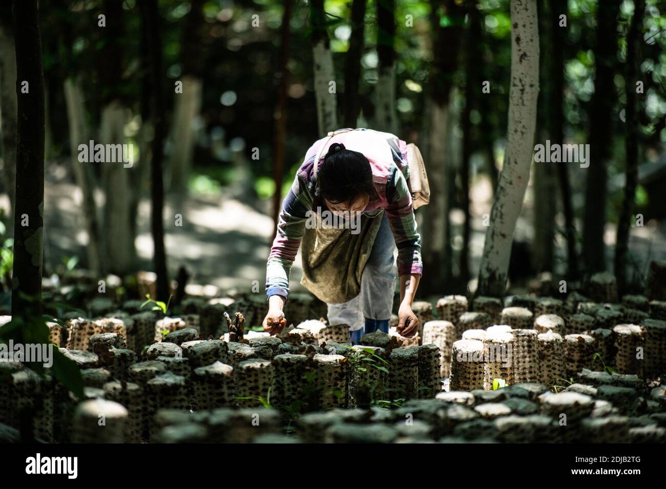 (201214) -- PEKING, 14. Dezember 2020 (Xinhua) -- EIN Landwirt pflückt essbare Baumpilze im Dorf Lashui im Bezirk Congjiang, südwestlich von Chinas Provinz Guizhou, 18. Mai 2020. China hat alle seine 832 verarmten Landkreise landesweit von der Armutsliste entfernt. Die Entwicklungsländer haben eine wichtige Rolle bei den Bemühungen des Landes zur Armutsbekämpfung gespielt, die nach wie vor von grundlegender Bedeutung sein werden, um die Erfolge bei der Armutsbekämpfung kontinuierlich zu konsolidieren. Statistiken des chinesischen Ministeriums für Landwirtschaft und ländliche Angelegenheiten zeigen, dass alle 832 verarmten Landkreise mehr als eine Million ind durchgeführt haben Stockfoto