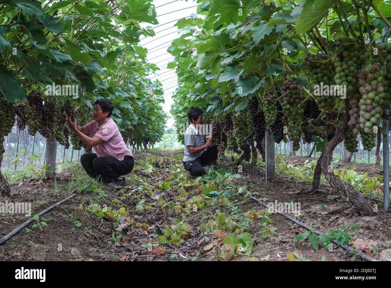 (201214) -- PEKING, 14. Dezember 2020 (Xinhua) -- Bauern arbeiten auf einer Gemüse-Obst-Pflanzfarm in Chenji Stadt der Stadt Suqian, Ost-Chinas Provinz Jiangsu, 18. Juli 2020. China hat alle seine 832 verarmten Landkreise landesweit von der Armutsliste entfernt. Die Entwicklungsländer haben eine wichtige Rolle bei den Bemühungen des Landes zur Armutsbekämpfung gespielt, die nach wie vor von grundlegender Bedeutung sein werden, um die Erfolge bei der Armutsbekämpfung kontinuierlich zu konsolidieren. Statistiken des chinesischen Ministeriums für Landwirtschaft und ländliche Angelegenheiten zeigen, dass alle 832 verarmten Landkreise mehr als eine Million durchgeführt haben Stockfoto