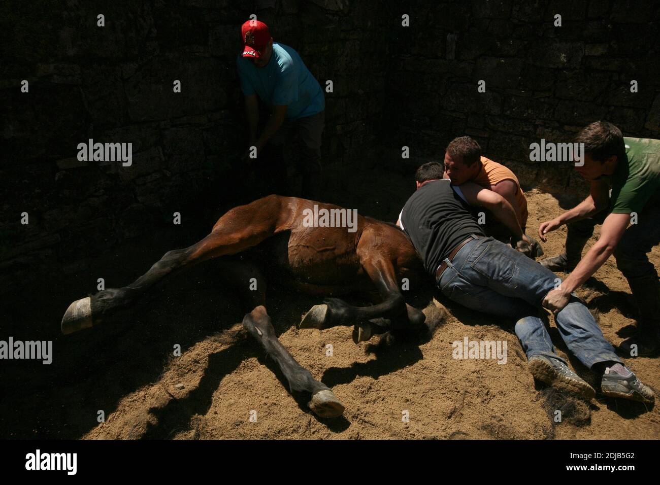 Galizische Aloitadores (Pferdemaher) kämpfen mit einem ungebrochenen Pferd während der Rapa das Bestas im Dorf Sabucedo in Galicien, Spanien. Galizische Pferde leben das ganze Jahr über frei auf den Almen des Hochlandes. Eines Tages im Juli werden sechshundert Pferde zusammen in das Dorf gefahren, wo das traditionelle Pferdehaltung Festival, bekannt als die Rapa das Bestas (Shearing of the Beasts), in der runden Arena, die als curro bekannt ist, stattfindet. Tapfere lokale Kämpfer, die als Aloitadores bekannt sind, müssen jedes Pferd satteln, nach der plötzlichen Vertreibung aus dem Hochland in die Arena verführt, und dann ihr ta schneiden Stockfoto