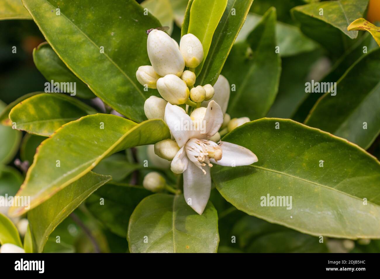 Citrus sinensis, Orangenblüte Stockfoto