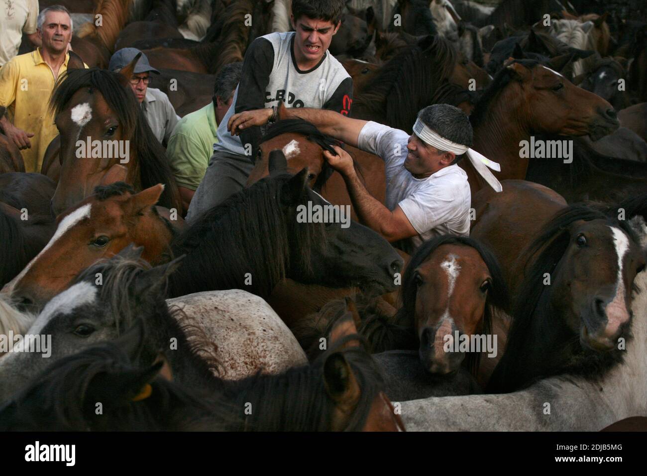 Galizische Aloitadores (Pferdetamer) kämpfen mit ungebrochenen Pferden während der Rapa das Bestas im Dorf Sabucedo in Galicien, Spanien. Galizische Pferde leben das ganze Jahr über frei auf den Almen des Hochlandes. Eines Tages im Juli werden sechshundert Pferde zusammen in das Dorf gefahren, wo das traditionelle Pferdehaltung Festival, bekannt als die Rapa das Bestas (Shearing of the Beasts), in der runden Arena, die als curro bekannt ist, stattfindet. Tapfere lokale Kämpfer, die als Aloitadores bekannt sind, müssen jedes Pferd satteln, nach der plötzlichen Vertreibung aus dem Hochland in die Arena verführt, und dann ihren Schwanz schneiden Stockfoto