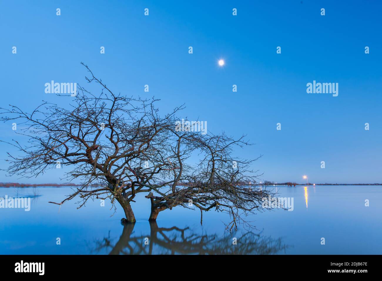 Überfluteter Baum im Winter vor dem niederländischen Fluss IJssel in der Provinz Gelderland Stockfoto