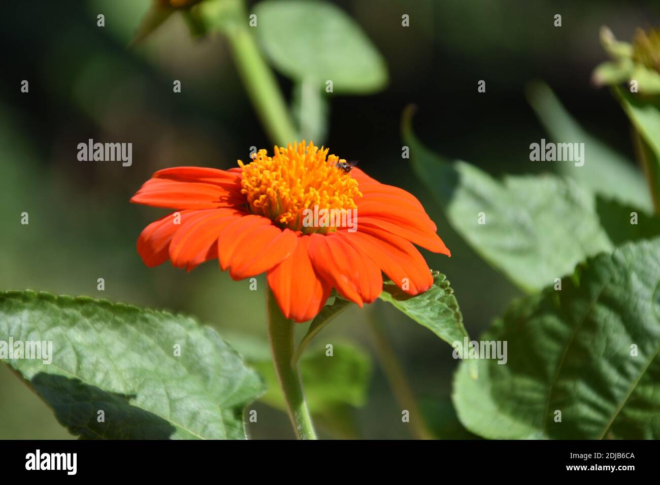 Schöne orange Farbe von Zinnia Angustifolia Classic Flower Stockfoto