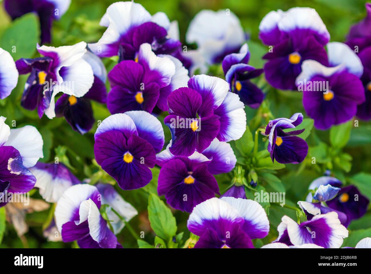 Viola wittrockiana (Inspire Plus Beaconsfield Breed) - Lila und weiße großblütige Stiefmütterchen im Garten Stockfoto