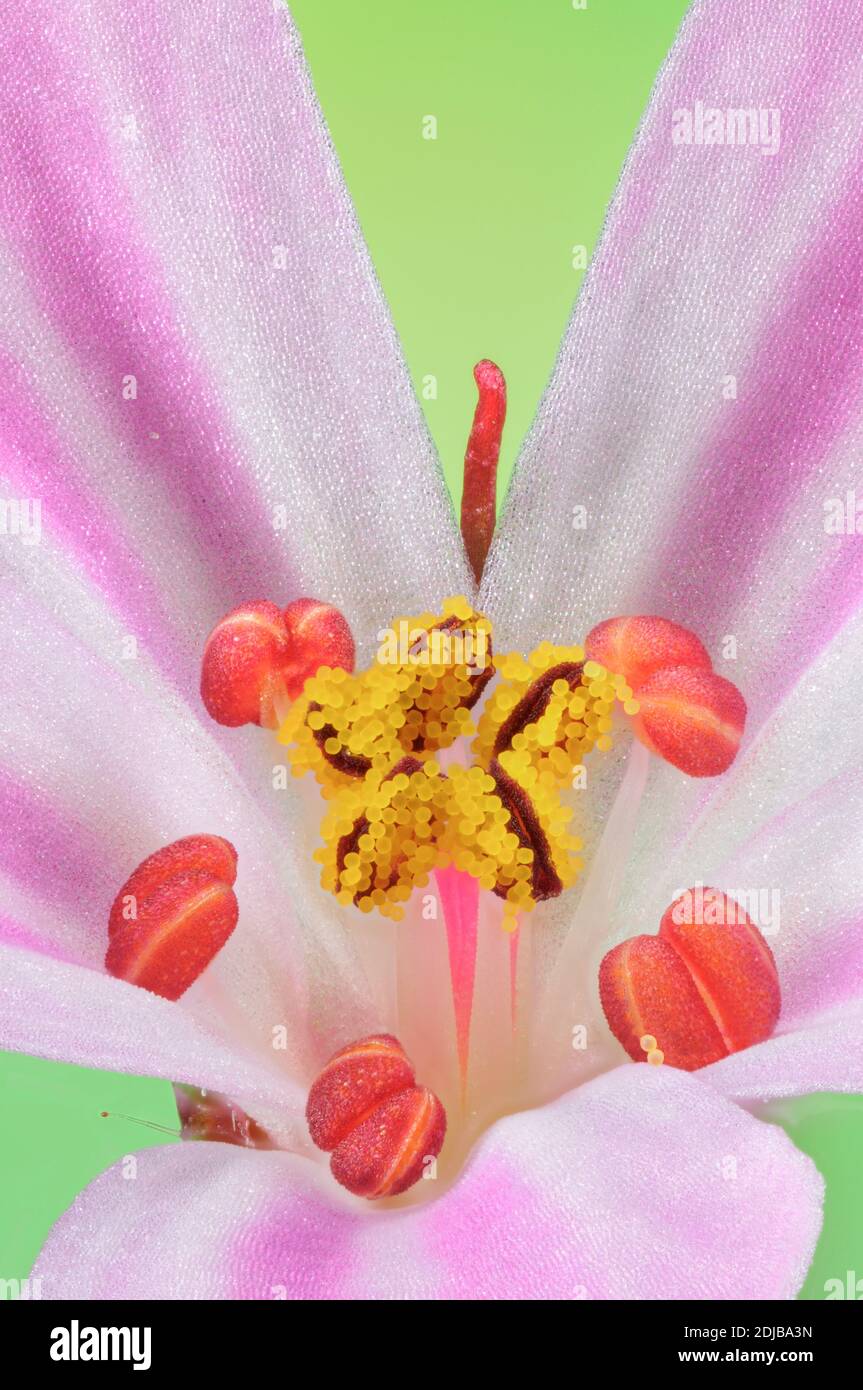 Stinkender Kranich Blume und Pollen stark vergrößert Stockfoto