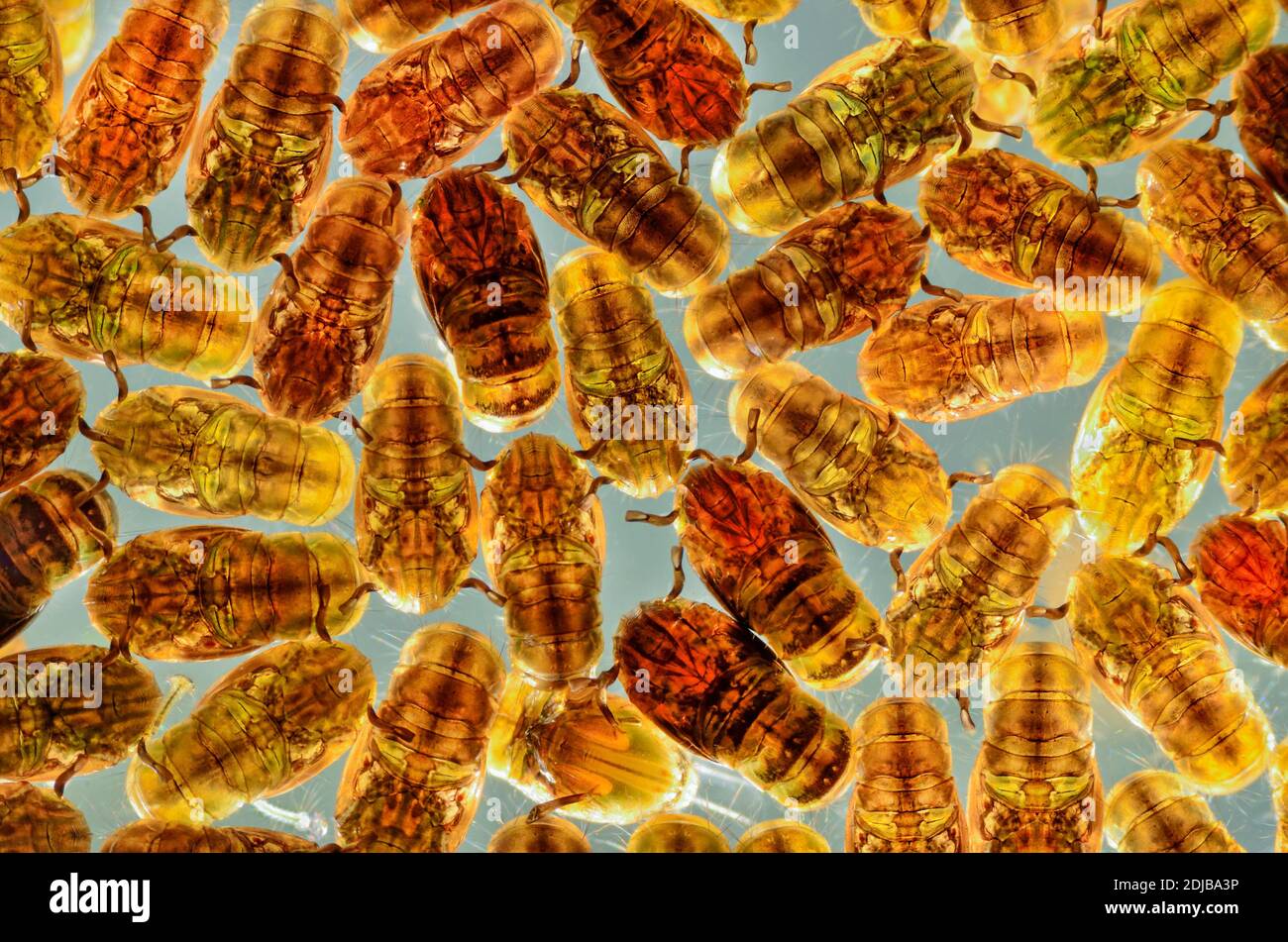 Mückenlarven kurz vor Schlupf, Mückenlarven im Puppenstadium, Stockfoto