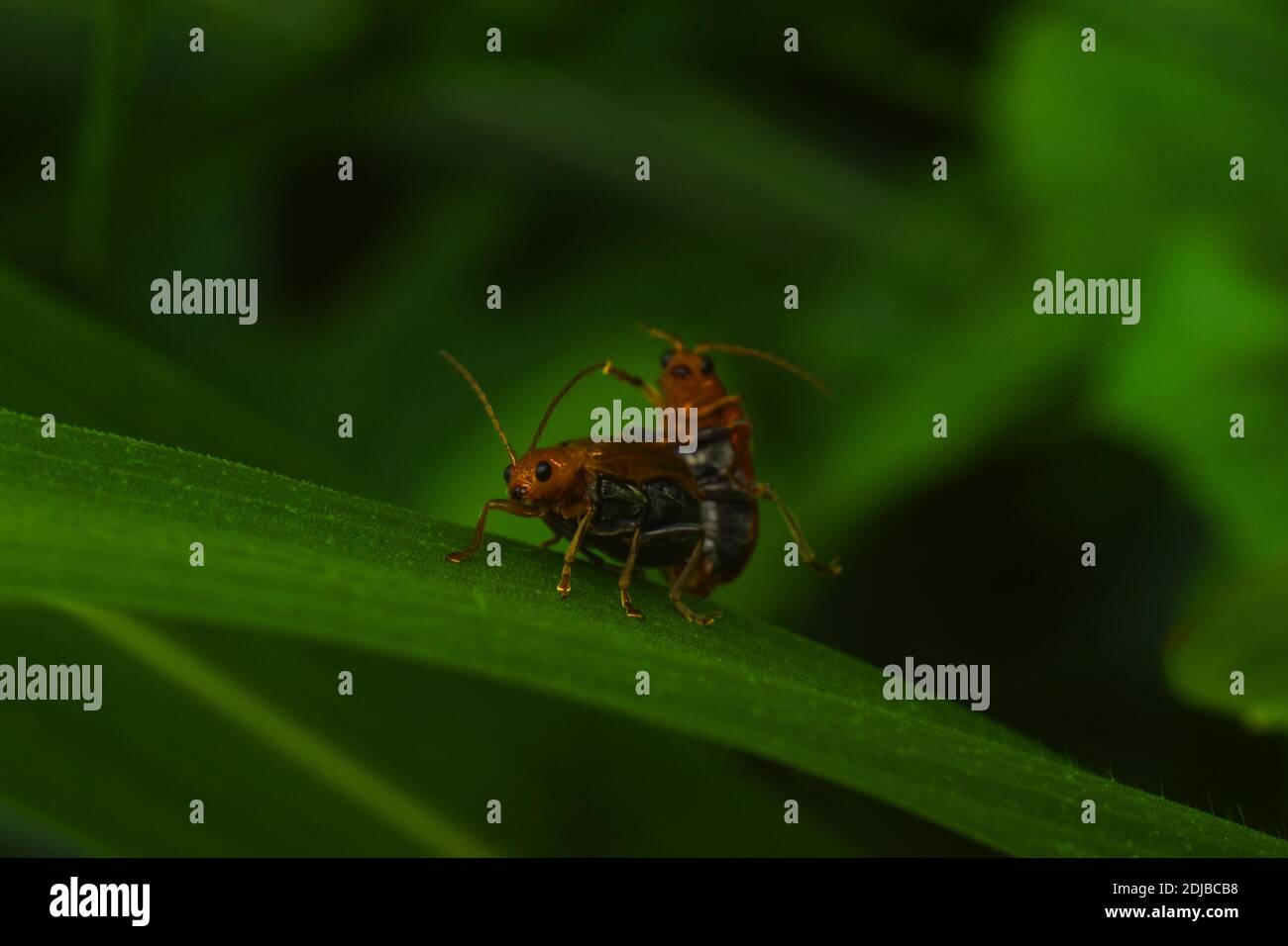 Melonenkäfer paaren sich auf grünem Gras Stockfoto