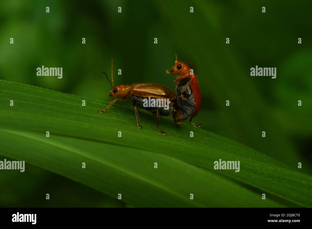 Melonenkäfer paaren sich auf grünem Gras Stockfoto