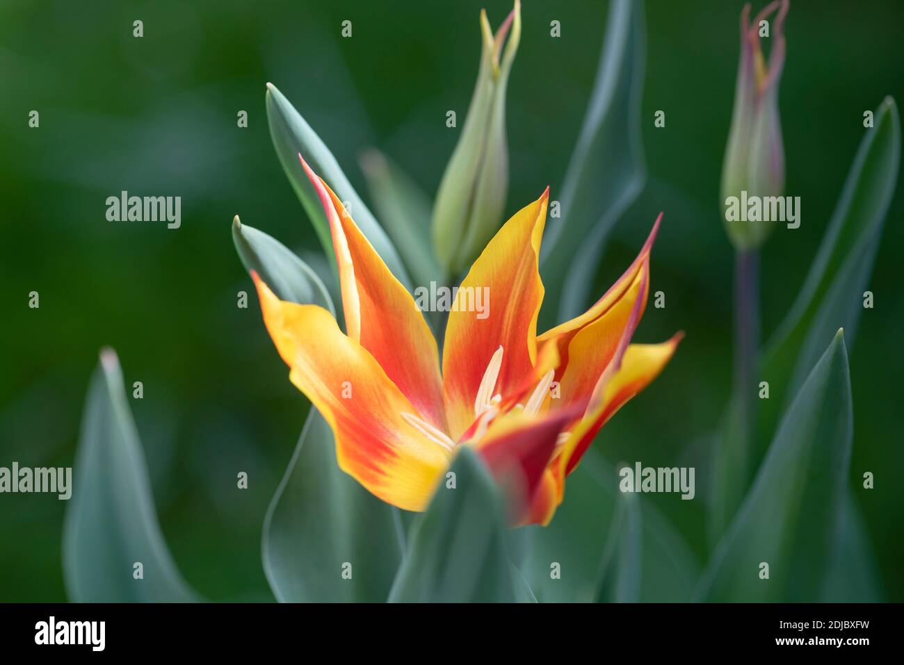Tulipa 'Fly Away' - April Stockfoto