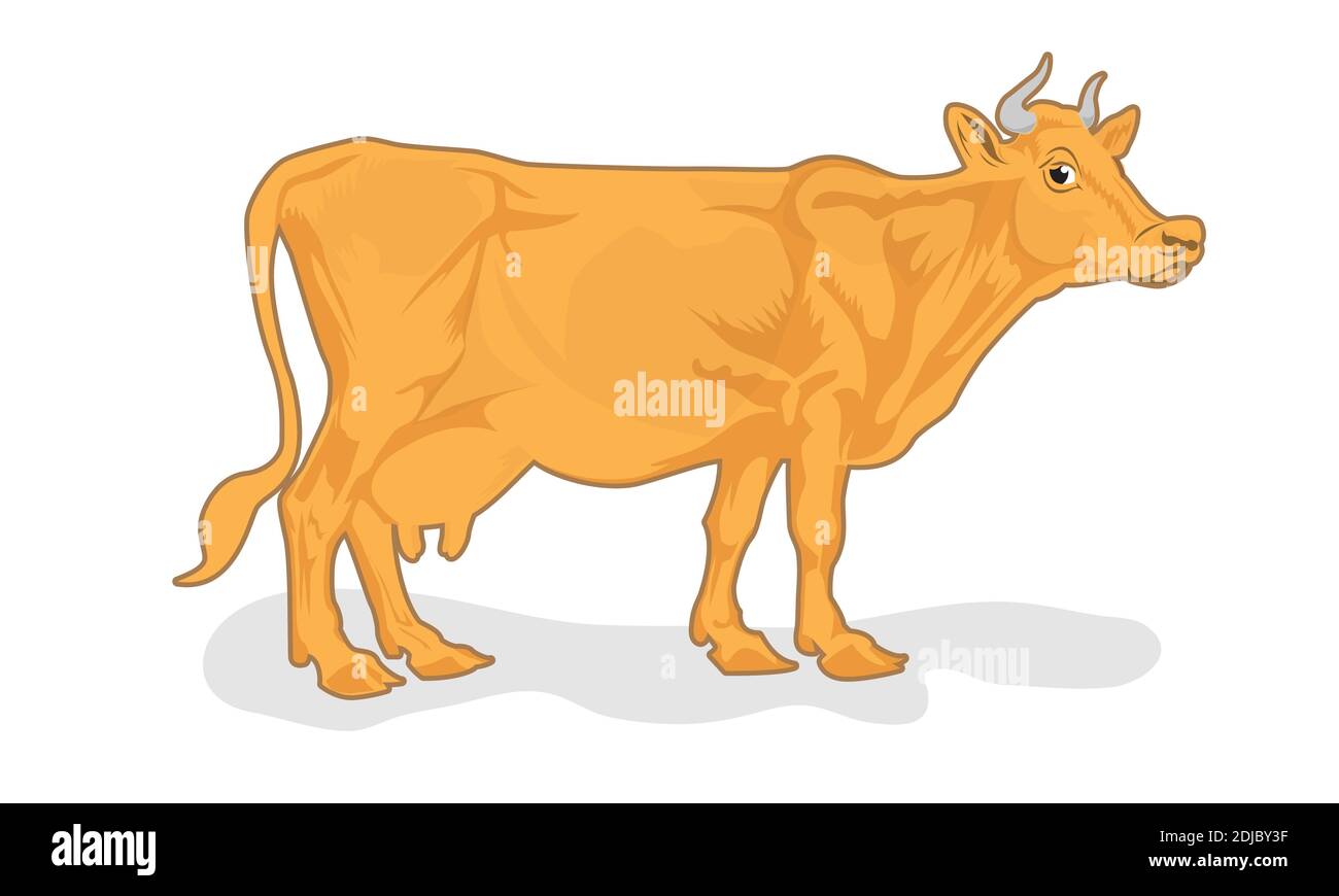 vektor-Illustration der Kuh isoliert auf weißem Hintergrund Stock Vektor