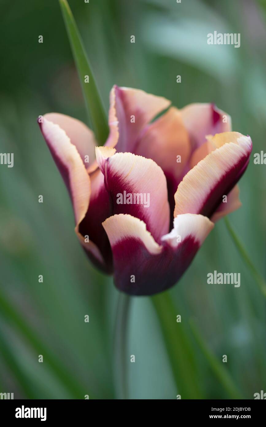 Tulipa 'Muvota' - April Stockfoto