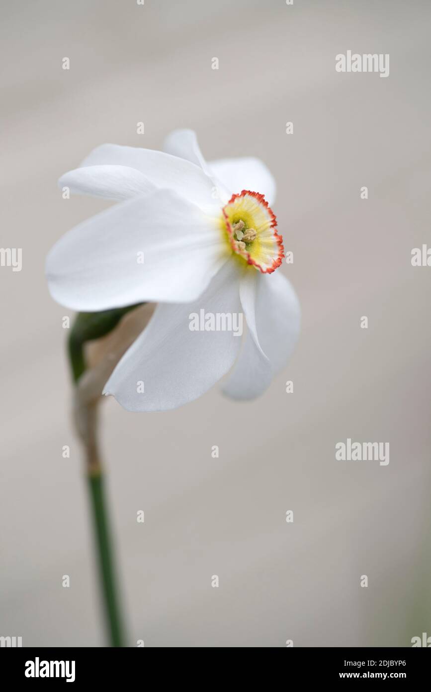 Narcissus poeticus var 'recurvus' Stockfoto