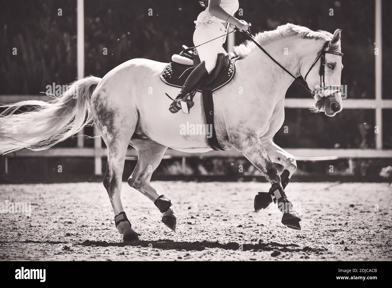 Schwarz-weißes Bild eines Apfelpferdes mit einem Reiter im Sattel, der schnell durch eine von Sonnenlicht beleuchtete Außenarena galoppiert. Reiten Stockfoto
