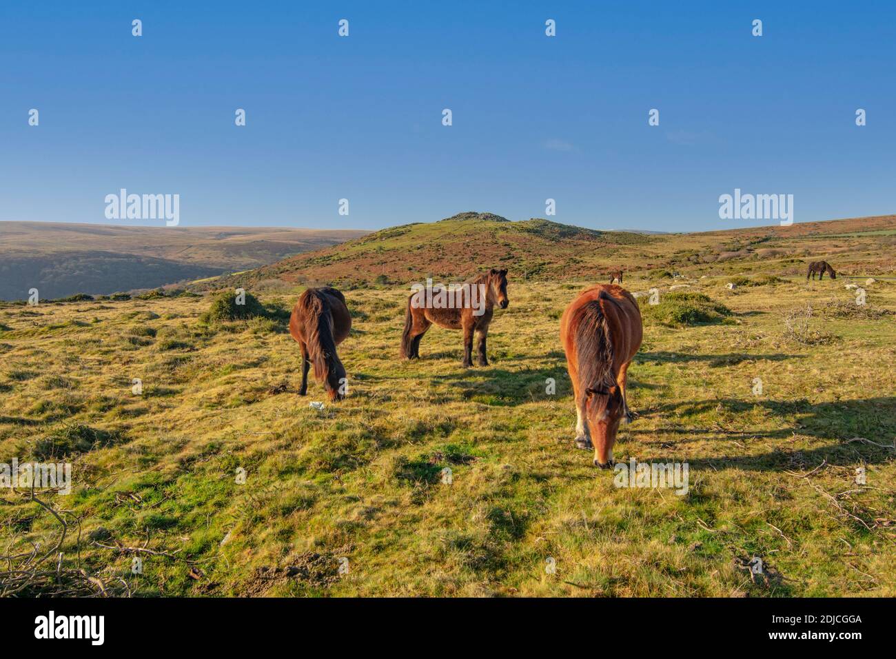 Grazing Ponies auf Dartmoor Stockfoto