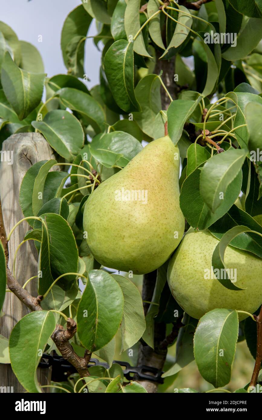 Säulen-Birne (Pyrus Communis 'Condo') Stockfoto