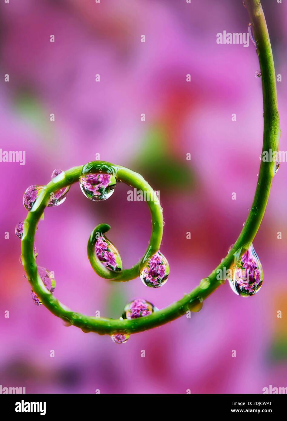 Wassertropfen, Tropfen, Regen, Ranken, Stockfoto